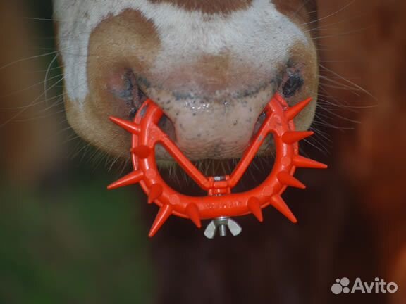 Кольцо носовое с шипами д/ телят