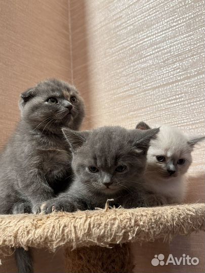Шотландские котята