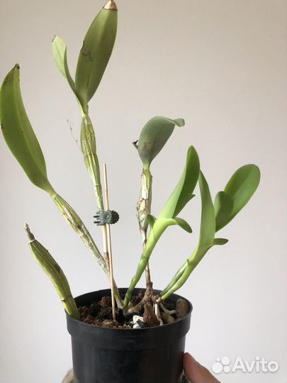 Орхидея Cattleya Skinneri