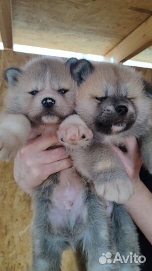 Щенки акита-ину