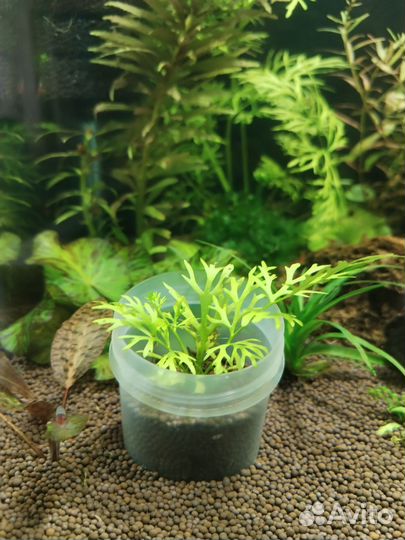 Аквариумное растение