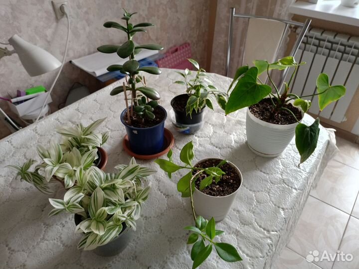 Комнатные цветы