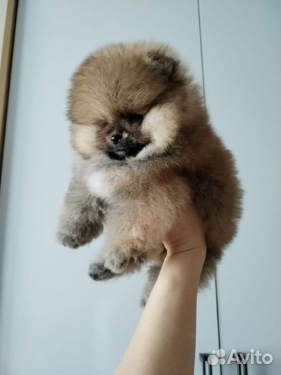 Померанский шпиц мини мишка