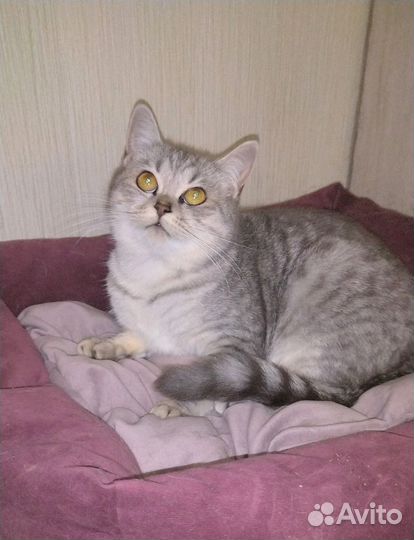 Шотладка 5 месяцев
