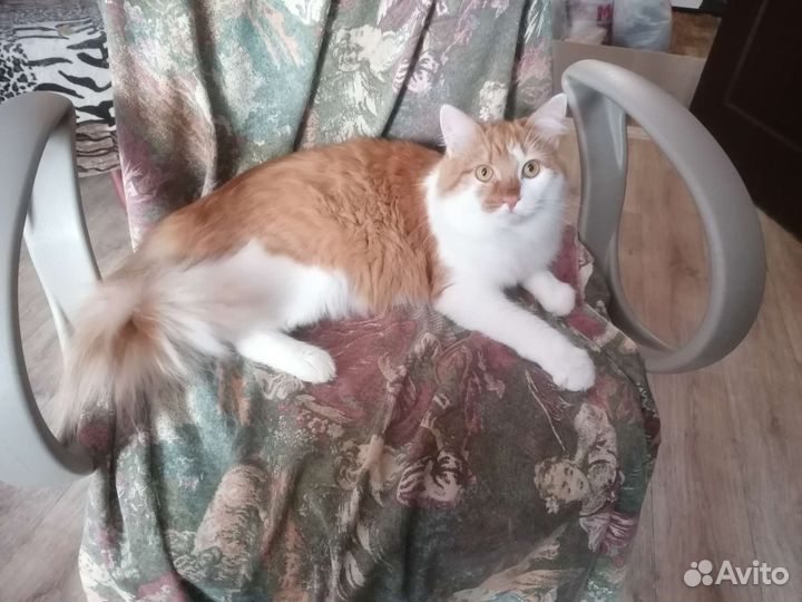 Котик ищет дом