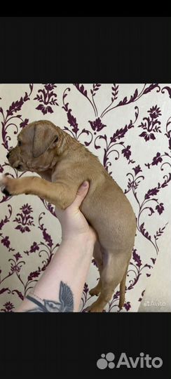 Щенки питбуля