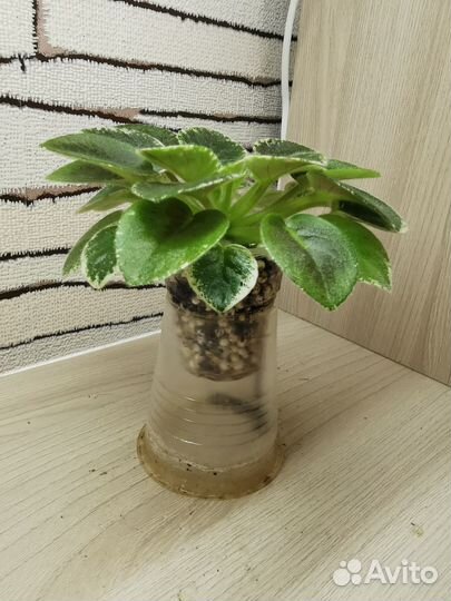 Фиалка Shirl's Hawaiian Lei