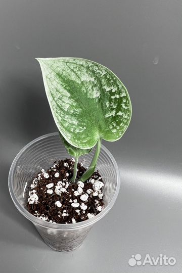 Сциндапсус экзотика, силтвер энн, жаде сатин, хиро