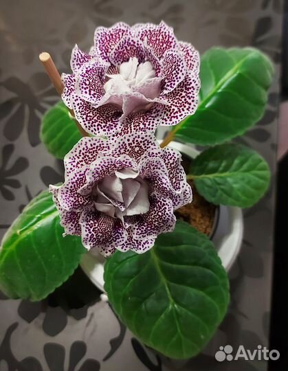 Глоксинии сортовые