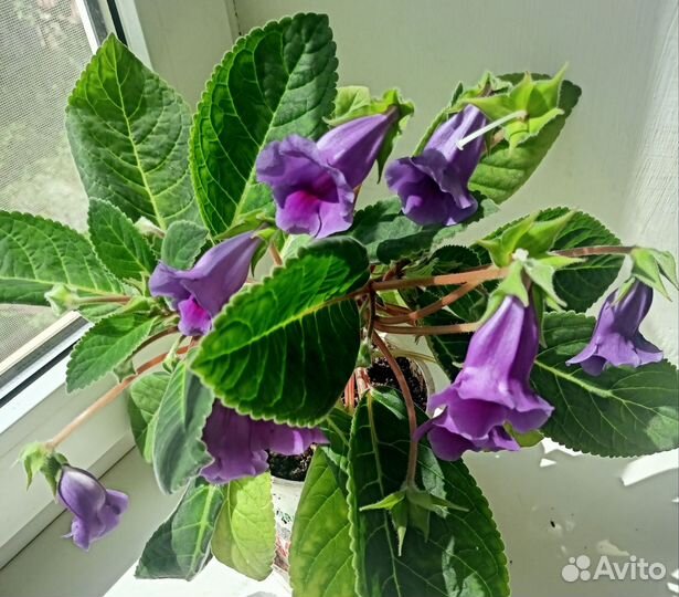 Тидея (глоксиния)