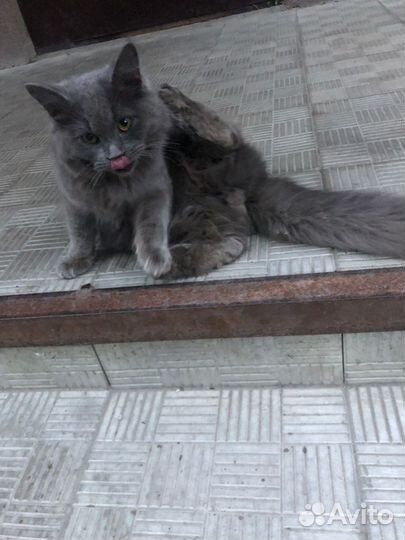 Кот в добрые руки