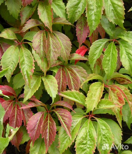 Девичий виноград