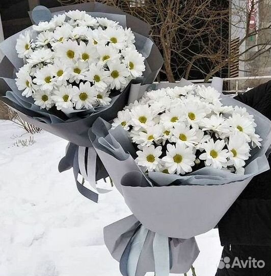 Хризантема