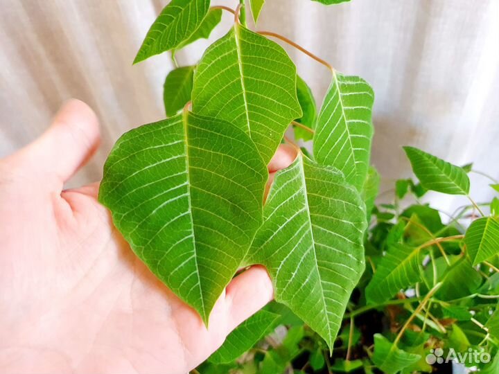 Пуансеттия хлорофитум денежное дерево толстянка