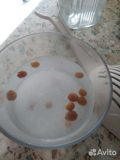 Индийский морской рис
