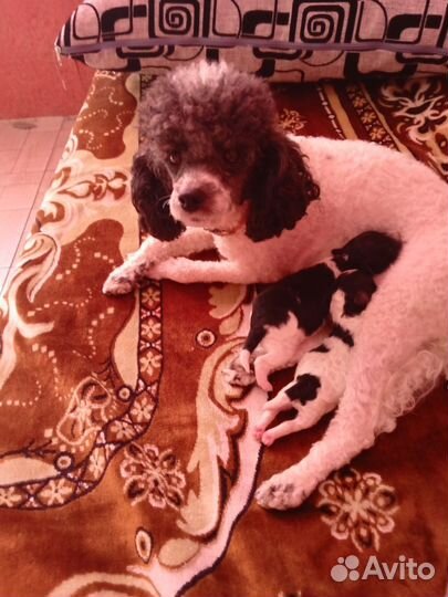 Той-пуделята