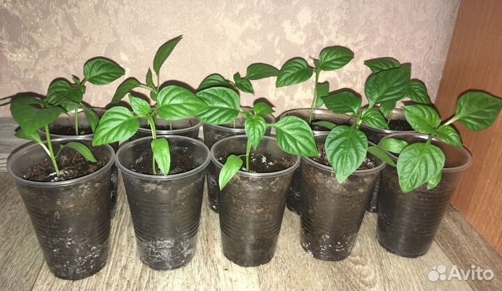 Рассада сладкого перца