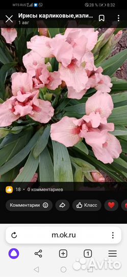 Предлагаю ирис карликовый