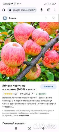 Яблони СССР