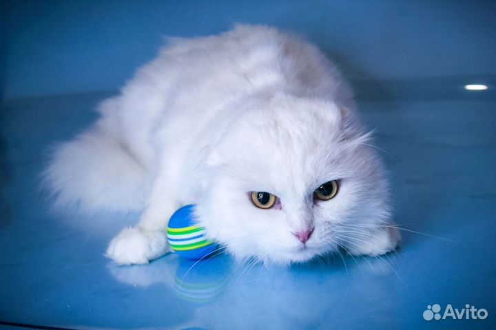 Вислоухий кот белый