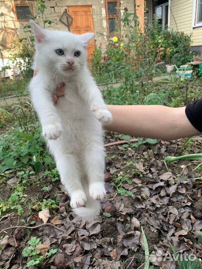 Котята турецкой ангоры