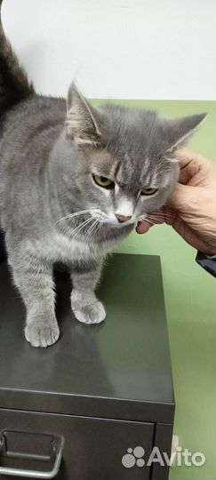 Кошка