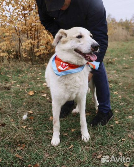 Собака верный друг