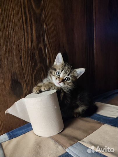 Котенок мальчик