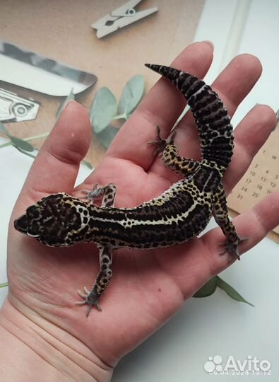 Эублефар, геккон Mack Snow Black Night, самец