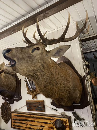 Чучело оленя на реву,кабанов,лосей,косуль