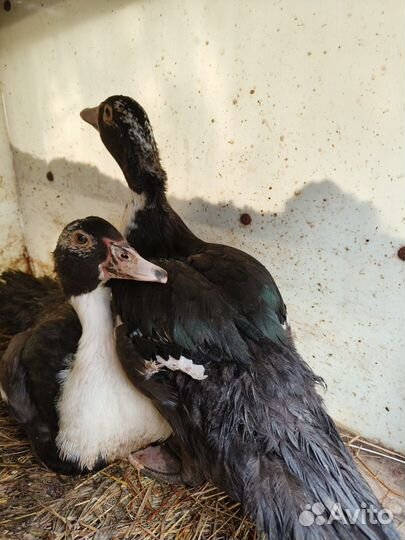 Мускусные утки