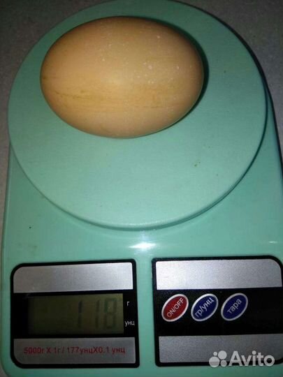 Инкубационное яйцо юрловские куры