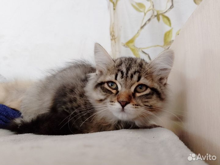 Отдаём котят в добрые руки (14 недель)