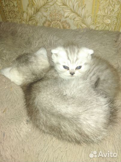 Британские котята