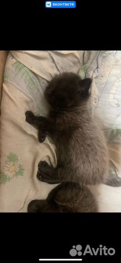 Кошка питерболд