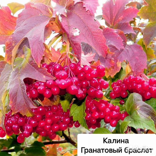 Саженцы Калины красной