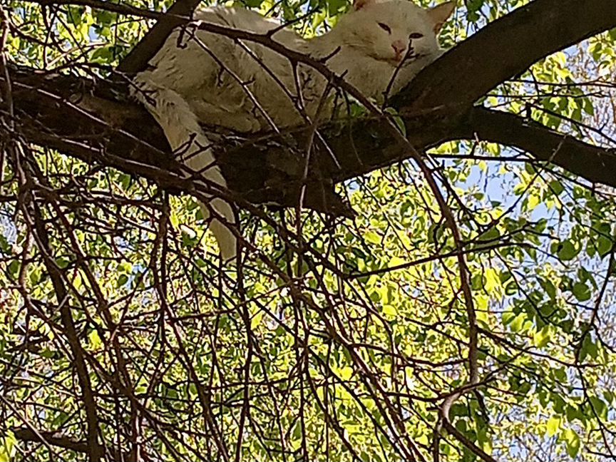 Кот 6-4 лет нужен частный дом