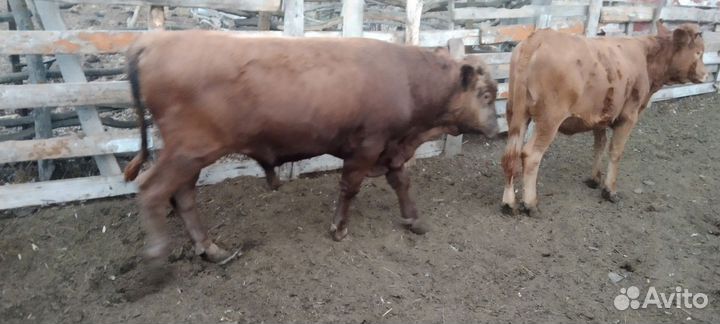 Бычки по 10мес обычная порода откормочные 145тыс