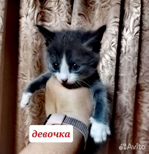 Котята- метисы