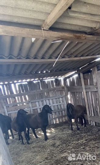 Племенные бараны