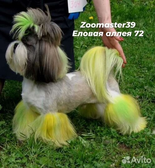 Еловая аллея 72 стрижка собак и кошек, окрашивание