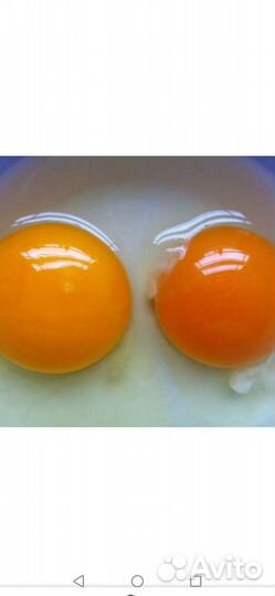 Куры несушки