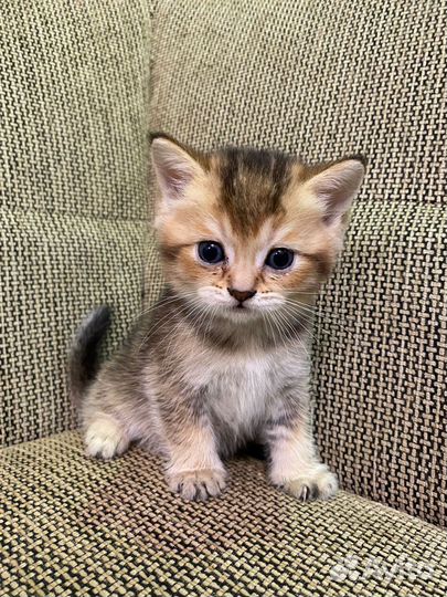 Шотландские котята