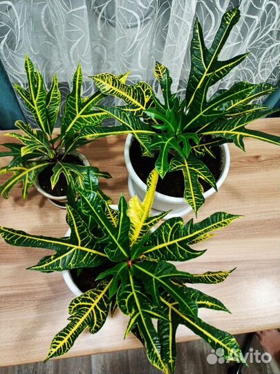 Кодиеум кротон