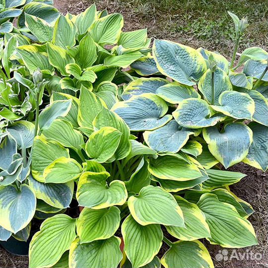 Хоста (саженцы)
