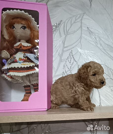 Щенки мини пуделя