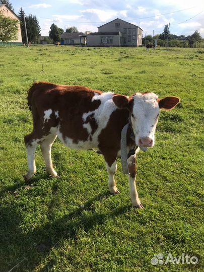 Телята (телки)