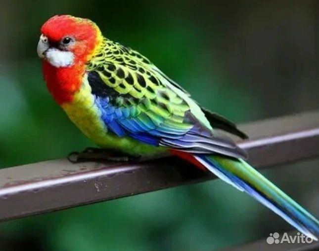 Попугай разелла