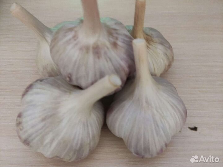 Чеснок