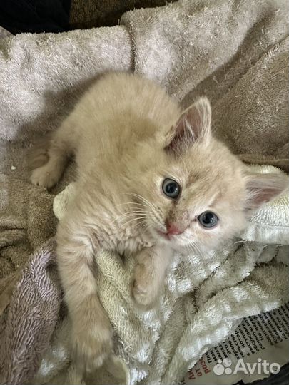 Котята в добрые руки «благовещенские»